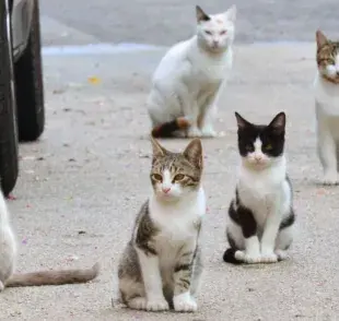 Gatos callejeros: una amenaza para la fauna local