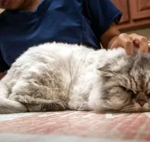 Detecta los signos de la pancreatitis en gatos a tiempo y evita el dolor prolongado.
