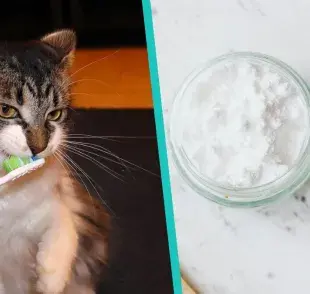 Pasta de dientes casera para gatos