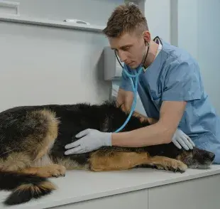 ¿Entre perros y humanos pueden contagiarse enfermedades?