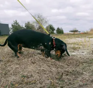 Los perros pueden enterrar sus juguetes para protegerlos. Foto: Envato/Olga_Ovcharenko