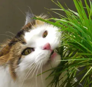 Estas plantas podrían ser tóxicas para tu gato