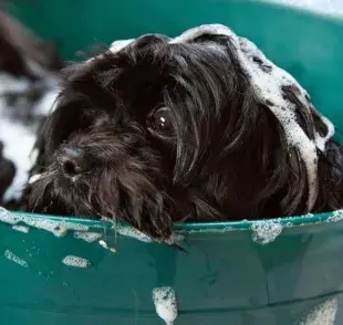 Prepara un shampoo casero para perros con ingredientes naturales como vinagre y aloe vera. 