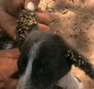 Remedios garrapatas: desinfección del hogar para proteger a tu mascota.