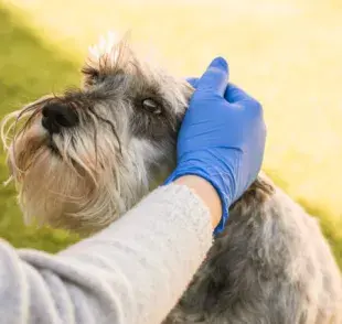 Síntomas de Rickettsia en mascotas: lo que debes saber