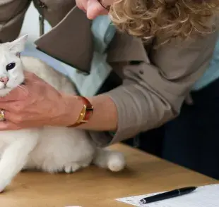 Síntomas de envenenamiento en gatos, deben atenderse a la brevedad