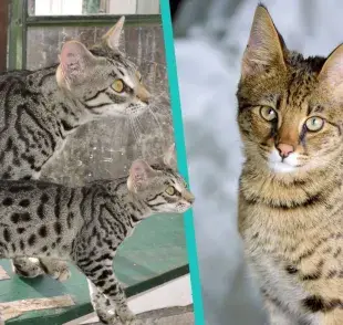 ¿Sabías que hay cinco tipos de gato Savannah? Descubre las diferencias en nuestro artículo.