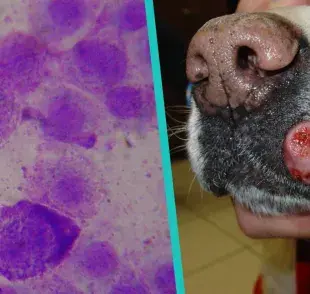 Todo sobre los mastocitomas en perros