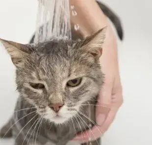 Bañar a tu gato con más frecuencia de la que deberías puede provocarle problemas tópicos.