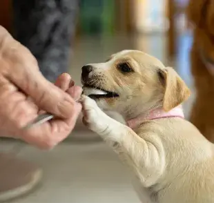 Los cachorros tienen requerimientos nutricionales específicos que difieren de los perros adultos.