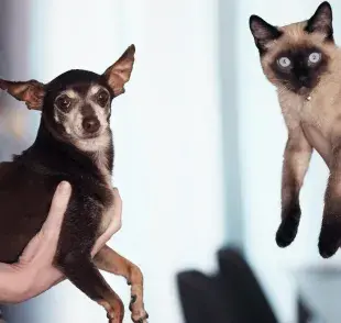 Existen casos de clonación como Dolly y Copy Cat. Foto: Pexels/Alexander Grey