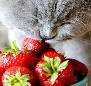 Las frutas contienen vitaminas y antioxidantes que pueden beneficiar la salud de los gatos. 