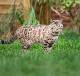 Los gatos de bengala son conocidos por su apariencia salvaje que recuerda a un tigre en miniatura