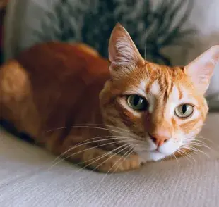 El color del pelaje de un gato puede estar correlacionado con ciertos rasgos de personalidad. Foto: Pexels/Mati Mango