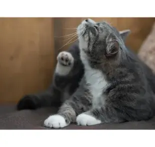 Evita las pulgas limpiando tu casa, así como a tu gato. Foto: Pexels/Cats Coming