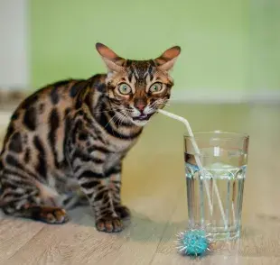 Los gatos se pueden enfermar por no tomar agua. 