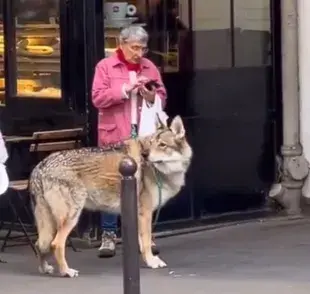 Una mujer paseando un lobo en París, ha capturado la atención de las redes sociales. Foto: X/AMAZlNGNATURE