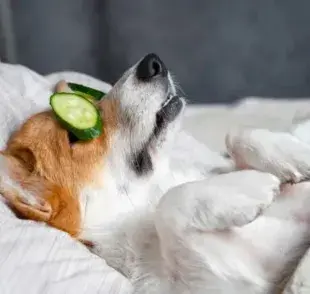 Un día de spa en casa puede ser una excelente manera de consentir a tu perro