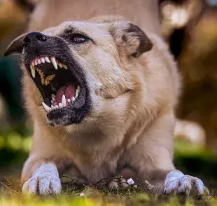 La agresividad en los perros puede ser una preocupación importante para los dueños. Foto: Pexels/Alexas Fotos