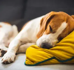 Los perros, al igual que los humanos, pasan por diferentes etapas del sueño.