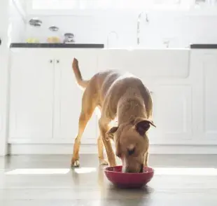 El cereal para perros hecho en casa es una alternativa nutritiva y deliciosa