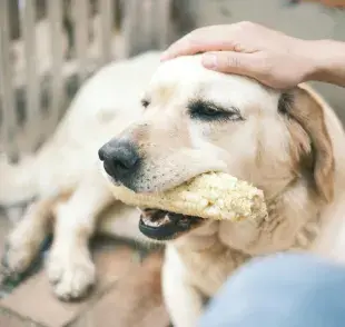 El choclo cocido y desgranado puede ser una opción saludable para tu perro.Foto: Pexels/Mia X