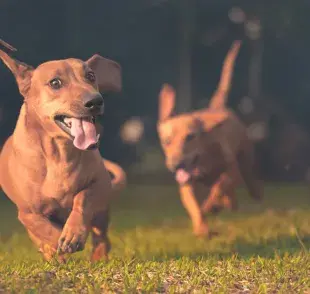 Los perros también usan su lengua para comunicarse.