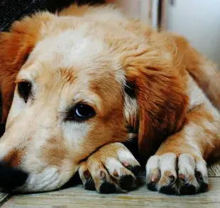 La dipirona es un medicamento que se usa mucho en perros con temperatura.