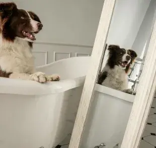 Los perros no se reconocen ante el espejo.