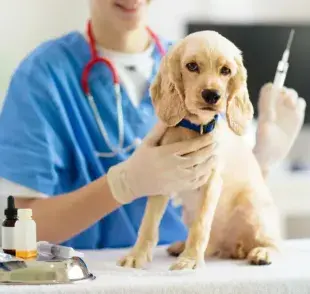 Animalhealtheurope ha informado que entre 2011 y 2017 se observó una disminución en las tasas de vacunación en perros y gatos