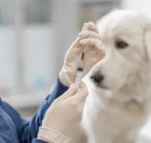 Vacunar a tu perro es esencial para su salud y bienestar. 