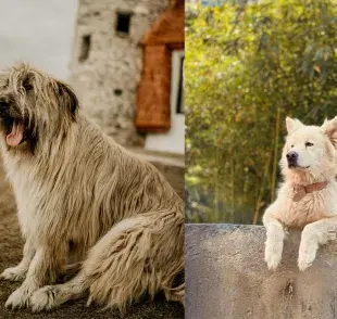 Muchas razas de perros coreanas estuvieron en riesgo de extinción 
