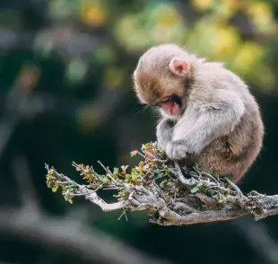 Existen enfermedades que se transmiten de animal a hombre. 