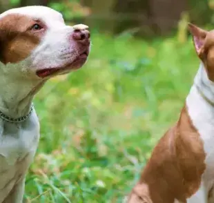 Cuántos tipos de Pitbull existen