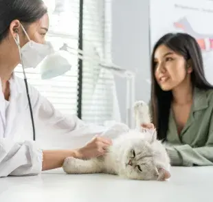 La decisión de esterilizar a una mascota es una de las más importantes que puede tomar un dueño responsable