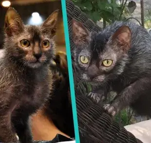 ¿Cuál es el gato Lykoi y por qué es tan especial?