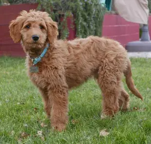 ¿Qué tanto crece el Golden doodle? Descubre las diferencias de tamaño