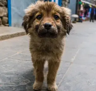 Esteriliza: La mejor forma de ayudar a los perros callejeros