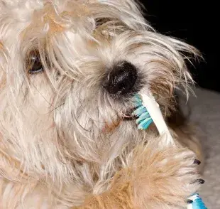 Cómo cepillarle los dientes a tu perro: ¡Cuida su salud dental!