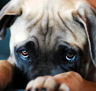 Cómo educar a tu mascota sin caer en la trampa de la carita de “yo no fui”