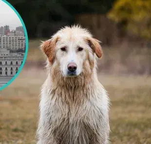 Evita áreas con agua estancada para proteger a tu perro de las lluvias en Chile