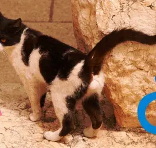 Cómo diferenciar a un gato de una gata