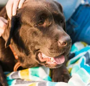 Cómo saber si mi perro está deshidratado