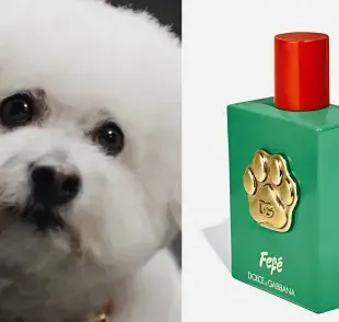 El perfume para perro cuesta dos mil pesos mexicanos.