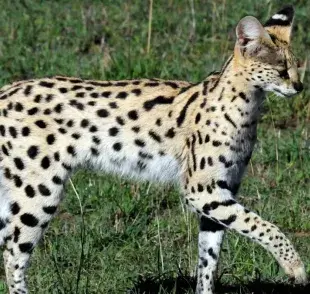 Todo sobre el gato serval: ¿Es posible tenerlo como mascota?