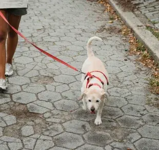 ¿Cuál es la mejor opción de trailla para perros?