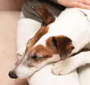 ¿El bicarbonato de sodio es bueno para el estómago de los perros?