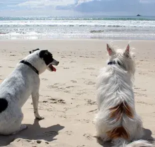 Protege tu salud y la de otros: Recoge las heces de perro en la playa