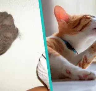 5 cosas que puedes modificar para que no se le caiga el pelo a tu gato