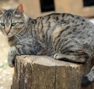 Las rayas en los gatos se deben a un gen específico llamado Taqpep.